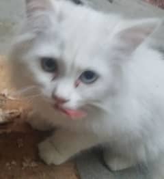 persian cat for sale 10000