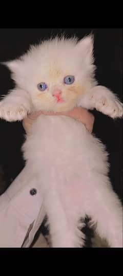 about cats