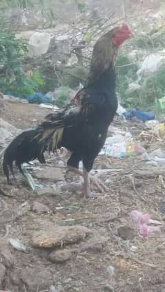 Pure aseel pair eggs for sale 03038026175