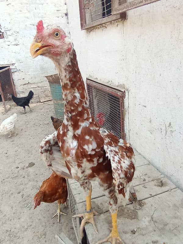 white bentam with chicks 1