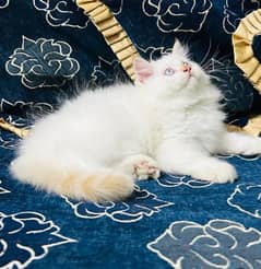 Persian