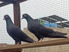 zakh breeder pair
