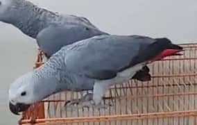 Grey Parrot Chick