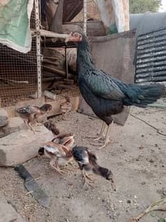 Aseel female Thai Cora's or is KY chick Jo KY 45 din KY ha or