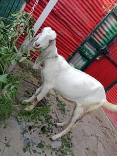 2 Dant Bakri female