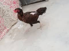 female