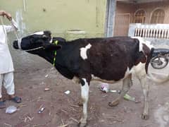 Dondi