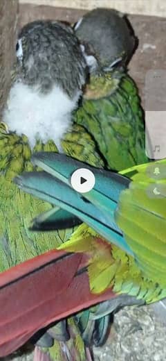 Parrots