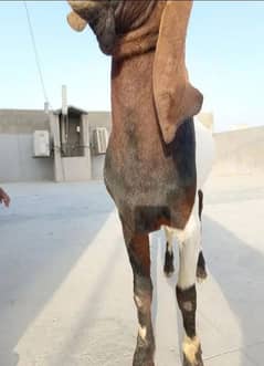 rajanpuri bakra for sale 0320-3884276