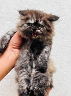 Persian Kittens Age 45 days