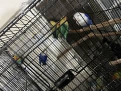 Beautiful Love birds for sell