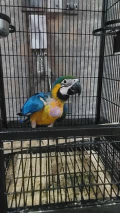blue and gold macaw baby