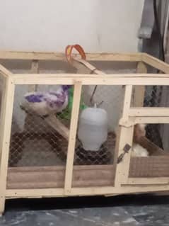 chicks