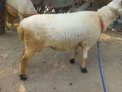 chtra for sale