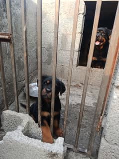 Quality Rottweiler Male Puppy
