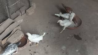 compleet vacsination  corse  k sath chick