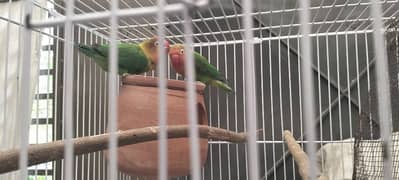 love birds Green fisher breeder pair for sale
