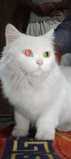 Persian cat for sale urgent sale 03044848922
