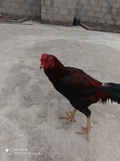 sheel murga