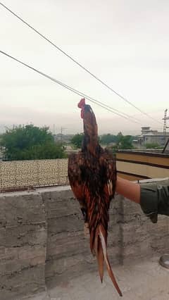 china breed for sale