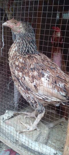 Aseel Hens/ Aseel Murghian /Aseel Eggs Laying Murghi/Kurak wali Murghi