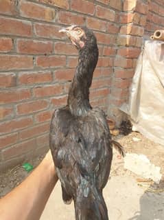 pure black madii purana blood hy sath 13 choozay hy