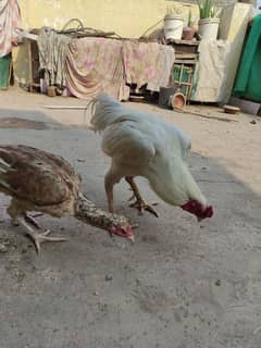 Heera Aseel Male