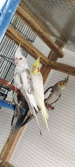 2 Beautiful cocktail adult pairs And Yellow sided canore looks female