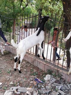 Qurbani Goats