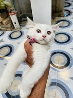 Persian