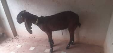 nagri
