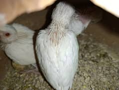 Salam White ringneck chicks available