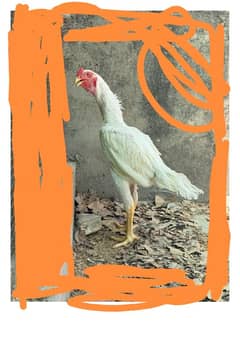 white shamo male