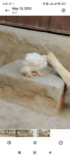 light barhama Chicks Age 1.5 month Full health active
