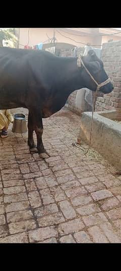 Cow/Jarsi cow/Cross Cow/Wachi.