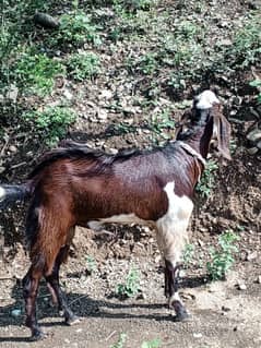 Qurbani  Bakra 2025