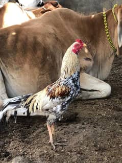 Aseel Rooster