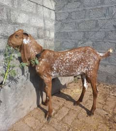 Beautiful makhi cheena bakra