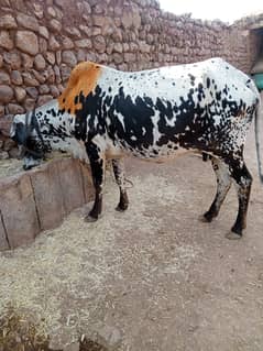 qurbani cow for sale achi qemat pe dastyab hy