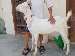 bakre