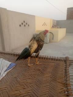healthy and Active aseel