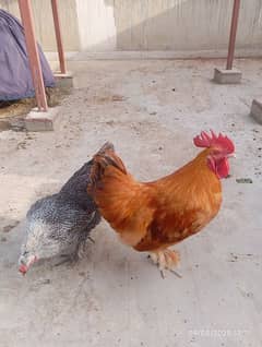 Golden Buff male and Black buff female pair