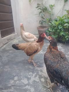 *3 Aseel  Mianwali kurrak Murghian 03224112993