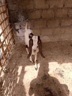 chota