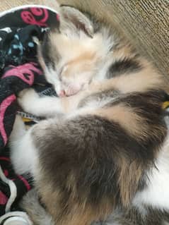 Newly born found Outside house