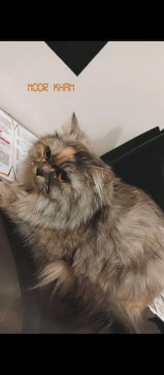 Persian