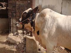 Bachra