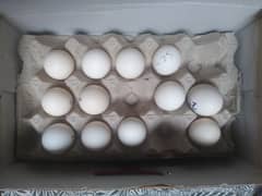 Sultan Hen eggs For Sale
