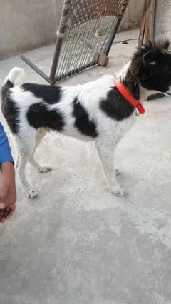 bakarwal Dog