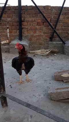 Amroha Chicks